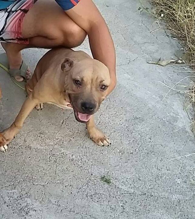 puma online pedigree